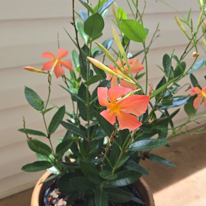Photo of the plant species Mandevilla Sun Parasol Crimson by @DollPuka53 named Michelle Branch on Greg, the plant care app