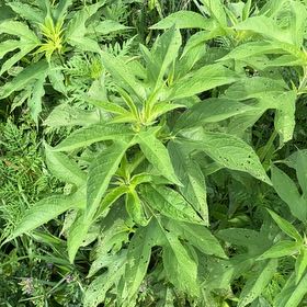 Photo of the plant species Giant Ragweed by @TotalDogrose65 named Navajo on Greg, the plant care app