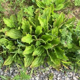 Photo of the plant species Broadleaf Plantain by @TotalDogrose65 named Messi on Greg, the plant care app