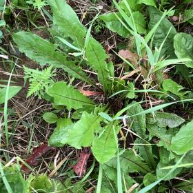 Photo of the plant species Blowball by @TotalDogrose65 named Mochi on Greg, the plant care app