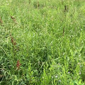 Photo of the plant species Reed Canarygrass by @TotalDogrose65 named Beckham on Greg, the plant care app