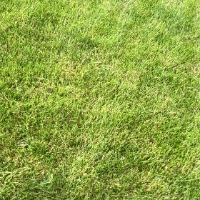 Photo of the plant species Kikuyugrass by @TotalDogrose65 named Walt on Greg, the plant care app