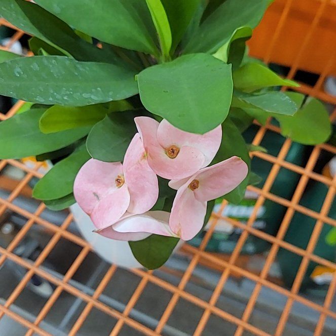 Photo of the plant species Assorted Euphorbia by @BriskLilacchina named Phillip on Greg, the plant care app