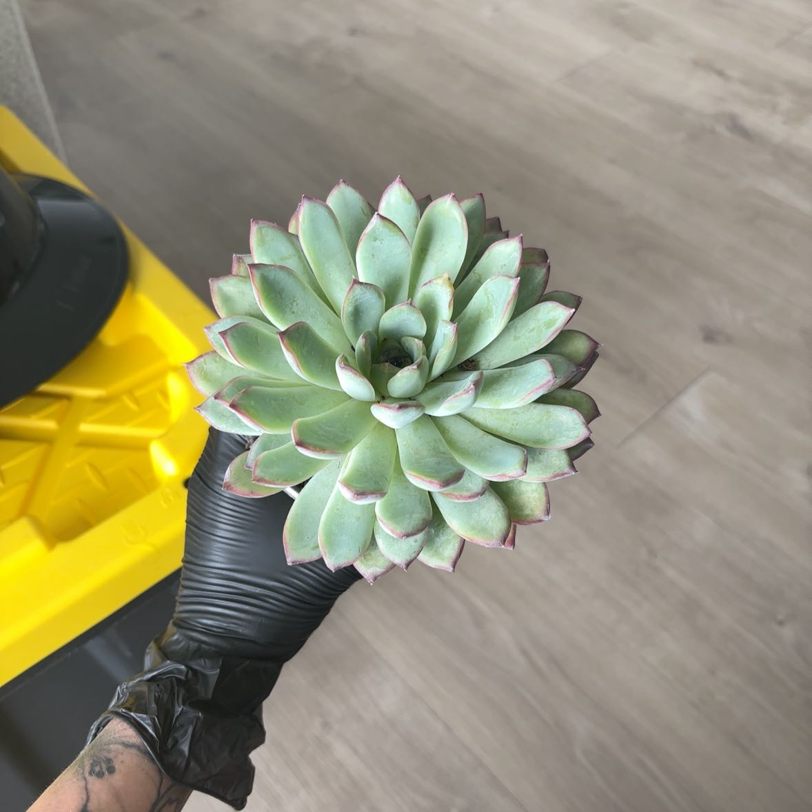 Photo of the plant species Echeveria pulidonis by @GodlyCosmo99 named Zeus on Greg, the plant care app