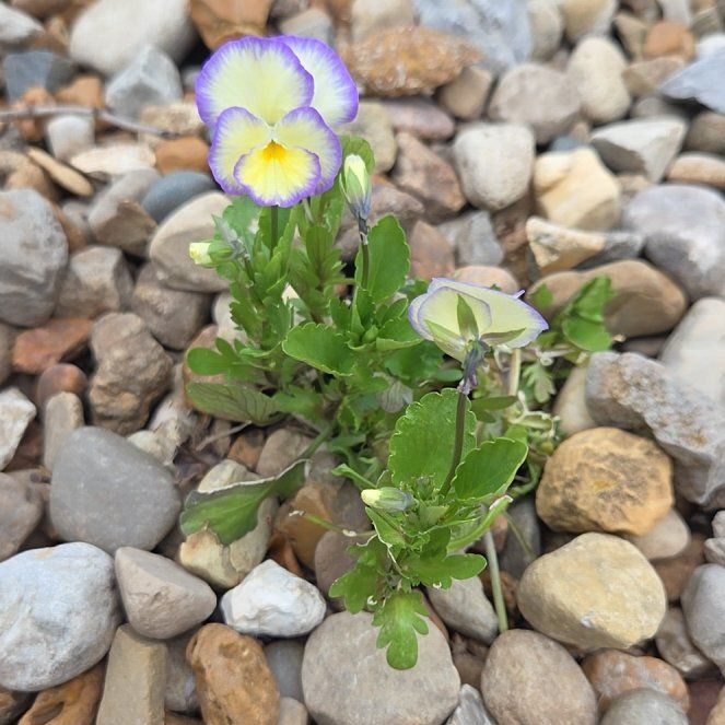 Photo of the plant species Pansy by @ZealBlueweed16 named Viola Etain Pansy on Greg, the plant care app