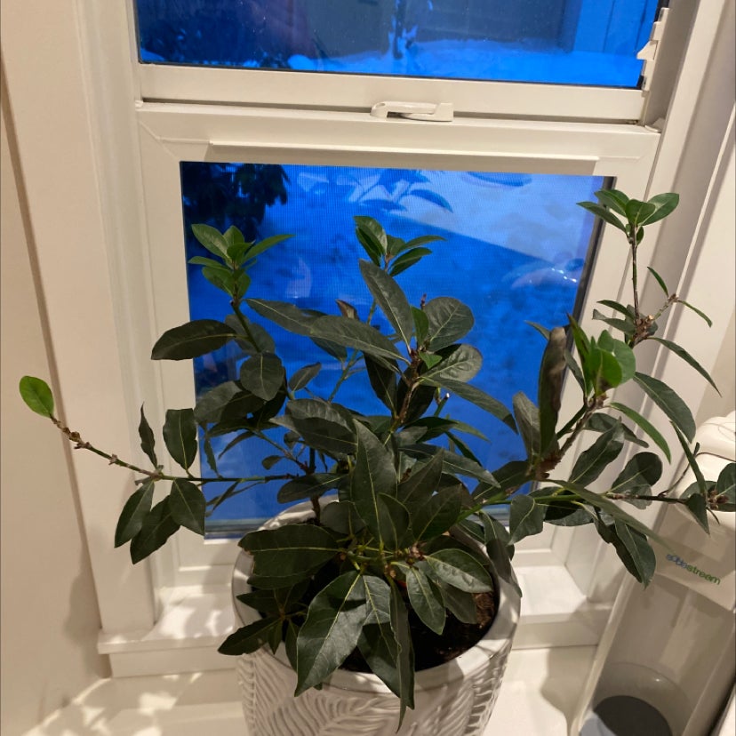 Black Spots on My Bay Laurel Leaves