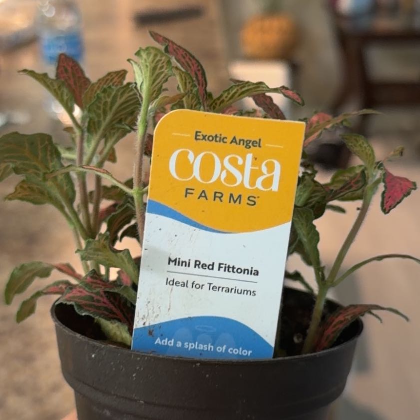 Photo of the plant species Fittonia 'Mini Red' by @AceCentro32 named Bella on Greg, the plant care app