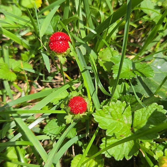 Photo of the plant species Mock Strawberry by @GratifiedSalal7 named Kendall on Greg, the plant care app