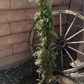 Photo of the plant species Mediterranean Cypress by @DeluxeWeed69 named Plato on Greg, the plant care app