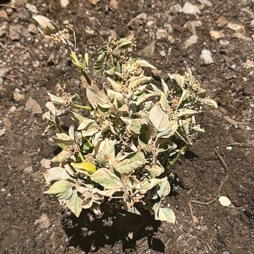 Photo of the plant species Sacred Datura by @DeluxeWeed69 named Navajo on Greg, the plant care app