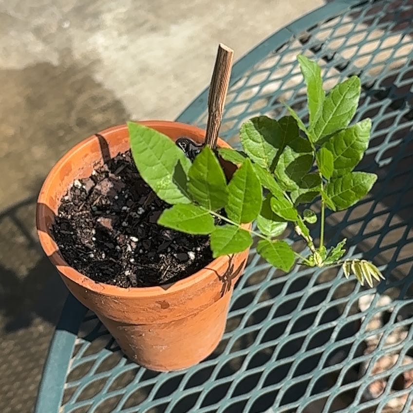 Photo of the plant species American Wisteria by @FunMum63 named Achilles on Greg, the plant care app