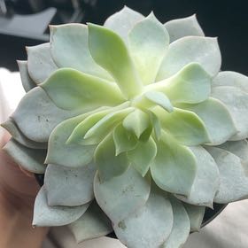 Photo of the plant species Peacock Echeveria by @YiftBrushbox44 named loki on Greg, the plant care app