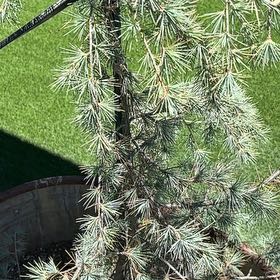 Photo of the plant species Deodar by @AwakeTawa32 named Terra on Greg, the plant care app