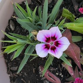 Photo of the plant species Chinese Pink by @QuietCatnip47 named Tree Diddy on Greg, the plant care app