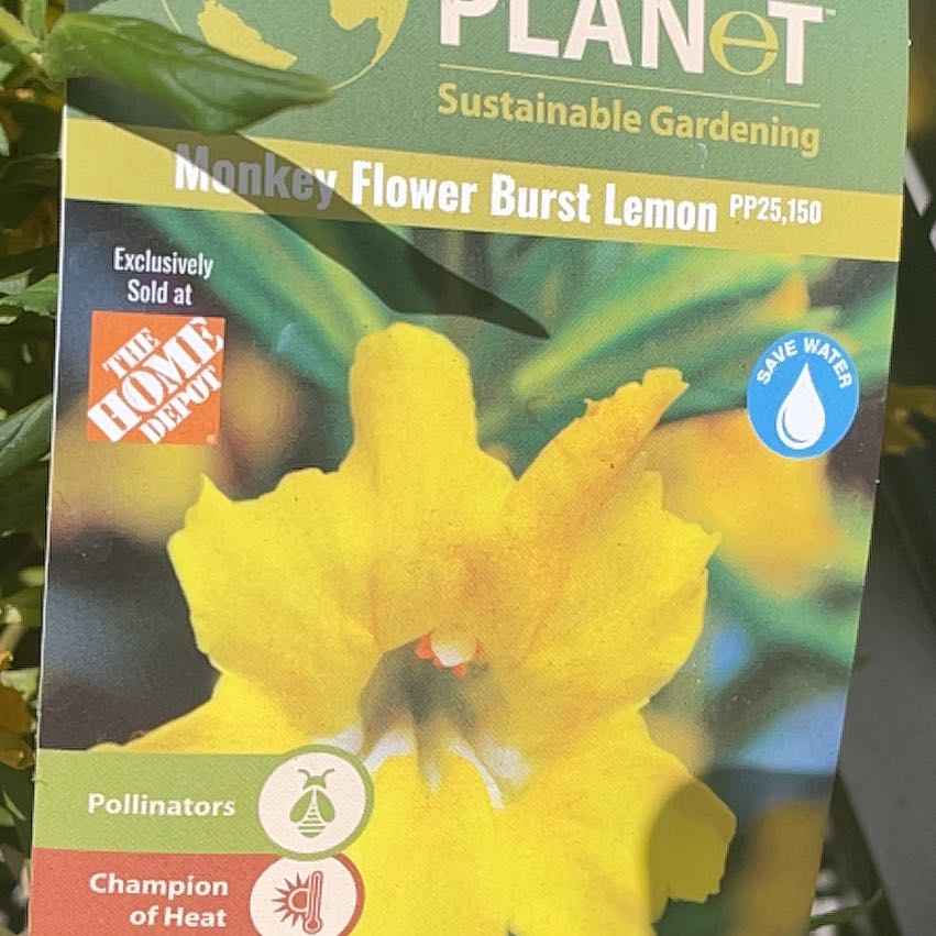 Photo of the plant species Lompoc Mesa Bush Monkeyflower by @SvelteJonquil97 named Demi on Greg, the plant care app