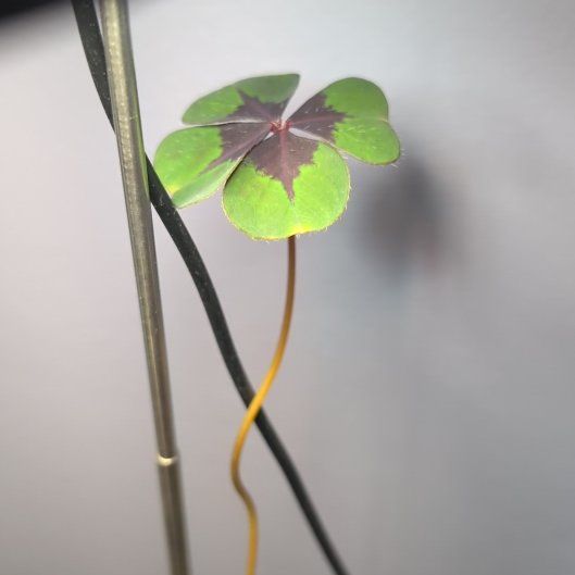 Photo of the plant species Iron Cross by @AceBlusher64 named Aria on Greg, the plant care app