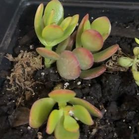 Photo of the plant species Red Jade Plant by @RestfulPlain29 named Bieber on Greg, the plant care app