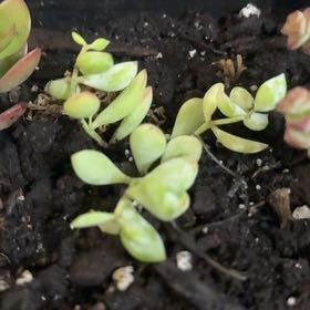 Photo of the plant species Cliff Cotyledon by @RestfulPlain29 named Scarlett on Greg, the plant care app