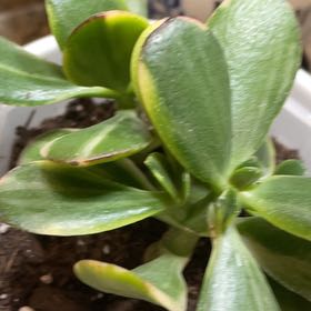 Photo of the plant species Crassula obliqua 'Lemon 'n Lime' by @StaunchWaxivy4 named Diana on Greg, the plant care app