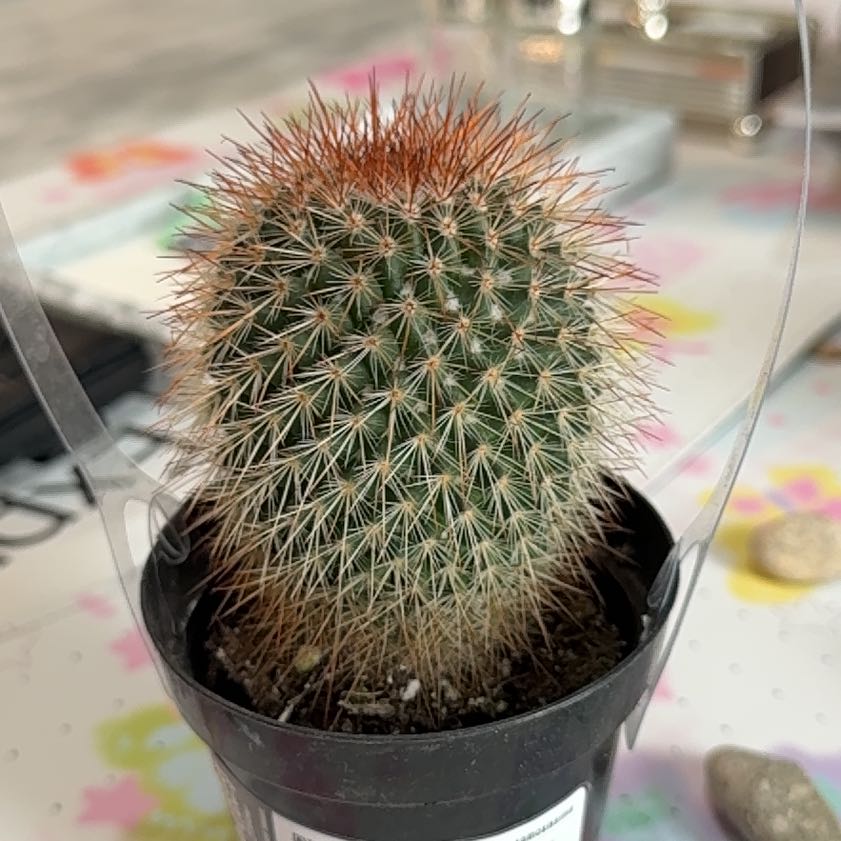 Photo of the plant species Mammillaria densispina by @AffableTutsan21 named Queen on Greg, the plant care app