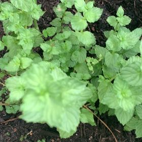 Photo of the plant species Watermint by @LawabidingChaya named Maya on Greg, the plant care app