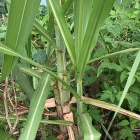 Photo of the plant species Sugar Cane by @LawabidingChaya named Leonardo on Greg, the plant care app