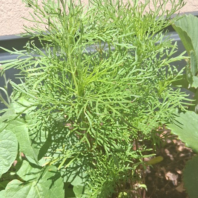 Photo of the plant species Garden Cosmos by @DashingCobnut10 named Baesil on Greg, the plant care app