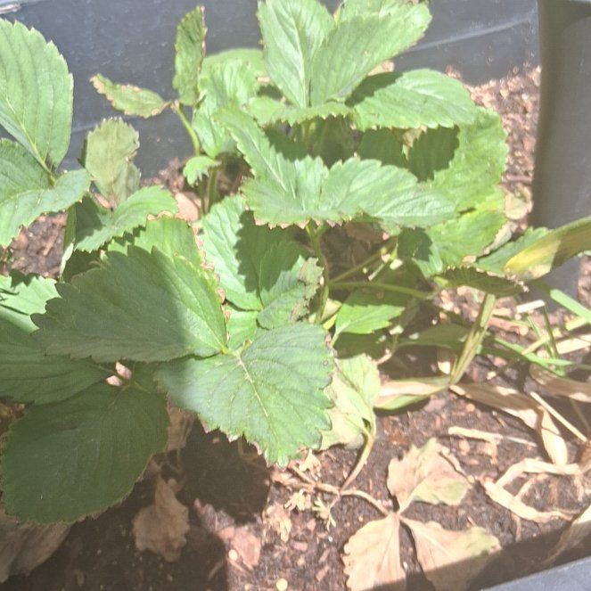 Photo of the plant species Garden Strawberry by @DashingCobnut10 named Doja Cat on Greg, the plant care app
