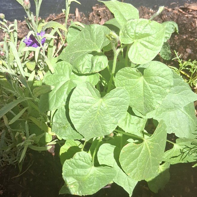 Photo of the plant species Japanese Morning Glory by @DashingCobnut10 named Kendall on Greg, the plant care app