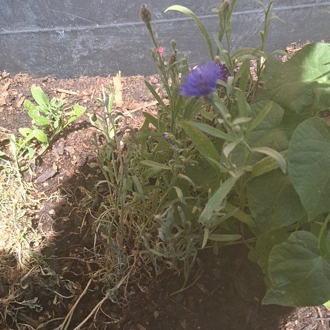 Photo of the plant species Cornflower by @DashingCobnut10 named Forrest on Greg, the plant care app