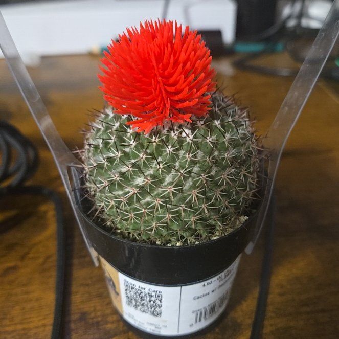Photo of the plant species Cactus by @FitChickory59 named Fernie Saunders on Greg, the plant care app