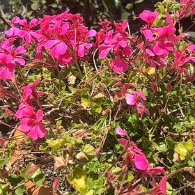 Photo of the plant species Ivy Geranium by @Josuebakerrojas named Athena on Greg, the plant care app