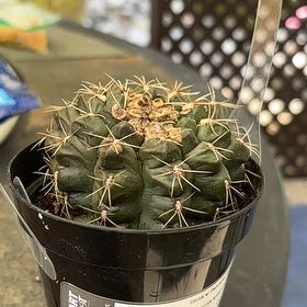 Photo of the plant species Thelocactus hexaedrophorus by @HolyMangeao73 named Tree Diddy on Greg, the plant care app