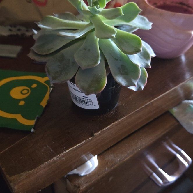 Photo of the plant species Echeveria Subsessilis by @ValidDodder named Orwell on Greg, the plant care app