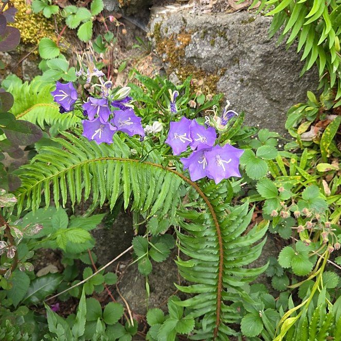 Photo of the plant species Peach-Leaved Bellflower by @ZestOmnom22 named Dolores on Greg, the plant care app