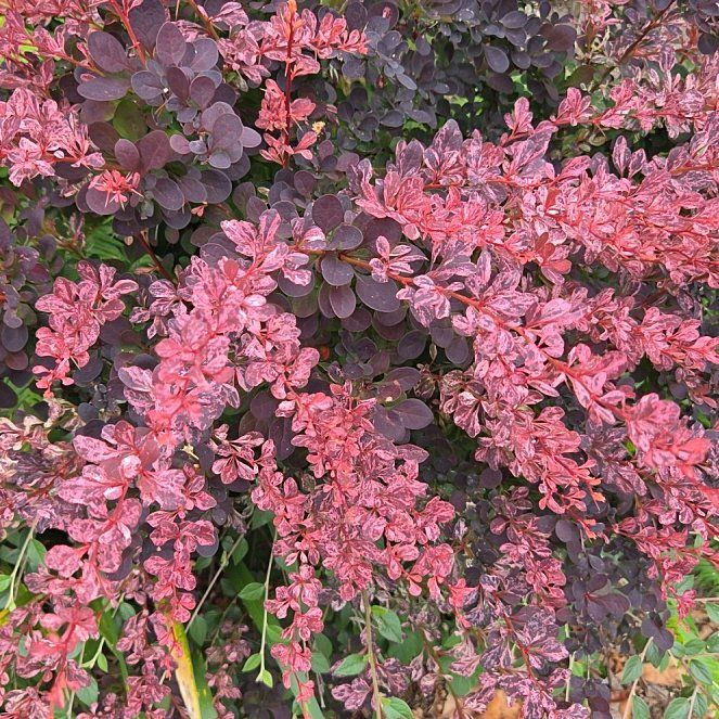 Photo of the plant species Japanese Barberry by @ZestOmnom22 named Luna on Greg, the plant care app
