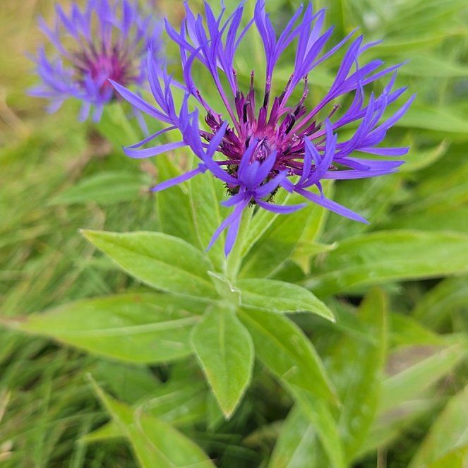 Photo of the plant species Mountain Bluet by @ZestOmnom22 named Osmo on Greg, the plant care app