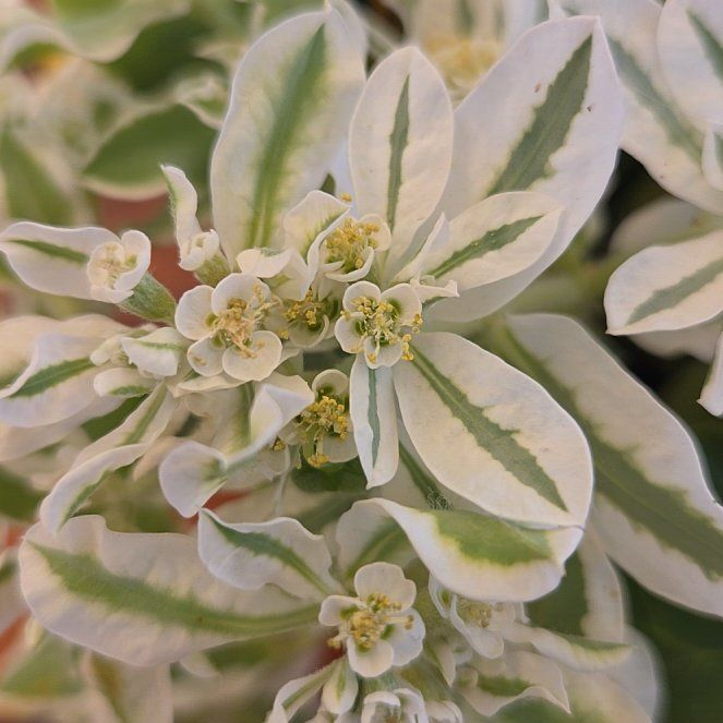 Photo of the plant species Snow on the Mountain by @ZestOmnom22 named Beyonce on Greg, the plant care app