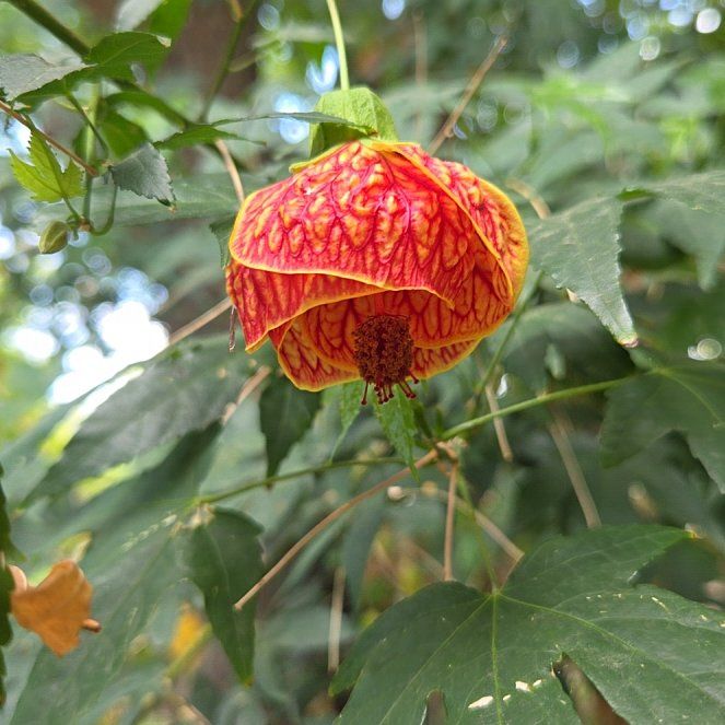 Photo of the plant species Redvein Abutilon by @ZestOmnom22 named Mollie on Greg, the plant care app