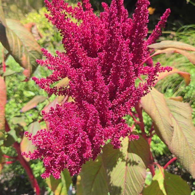 Photo of the plant species Blood Amaranth by @ZestOmnom22 named Homer on Greg, the plant care app