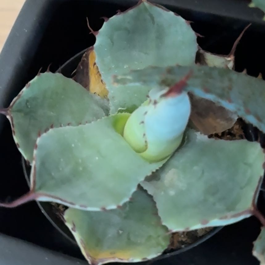Photo of the plant species Butterfly Agave by @FitCobnut49 named Drake on Greg, the plant care app