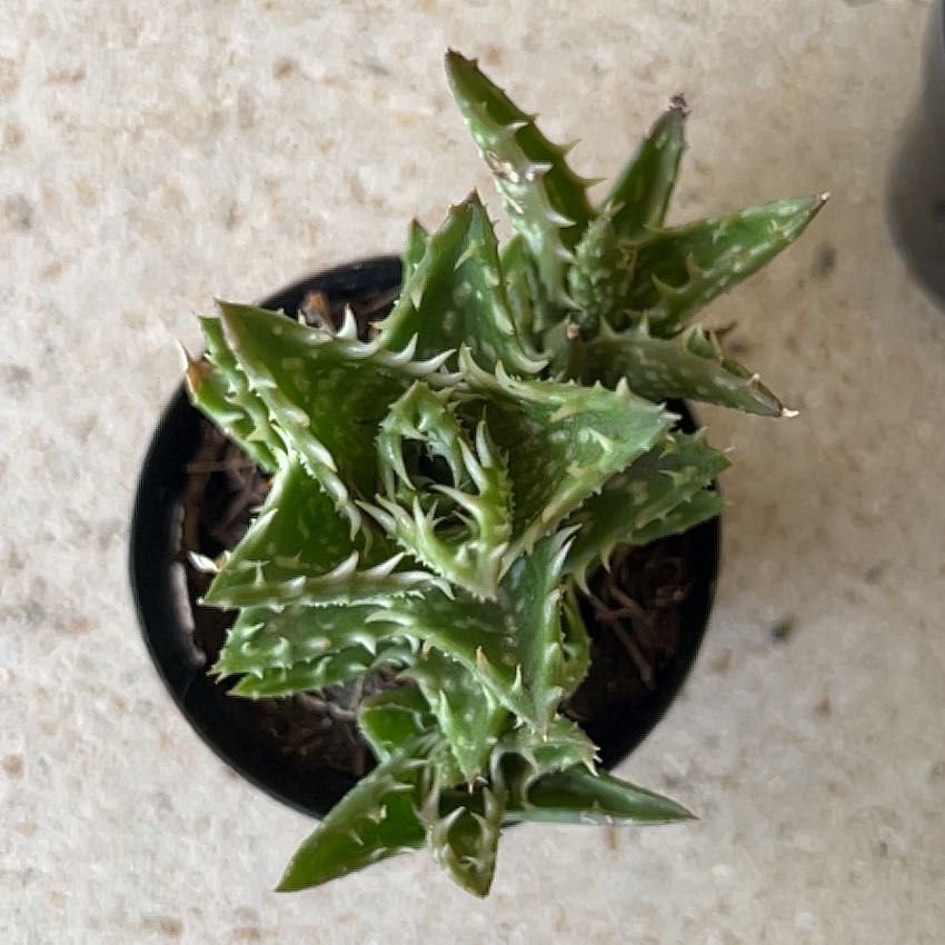 Photo of the plant species Aloe zanzibarica by @BeefyBookaloe59 named Coco on Greg, the plant care app
