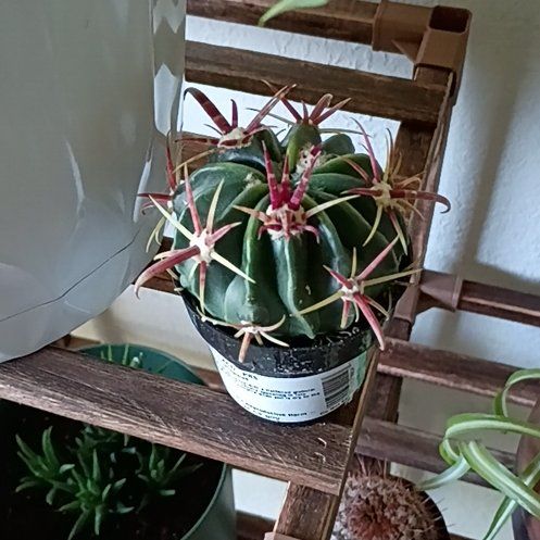 Photo of the plant species Devil's Tongue Barrel Cactus by @PoshPandan74 named Zion on Greg, the plant care app