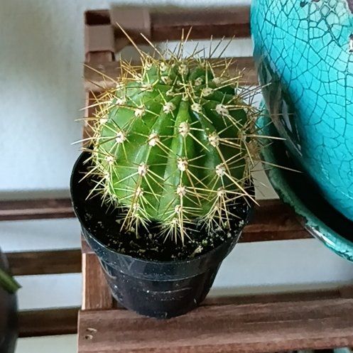 Photo of the plant species Trichocereus grandiflorus Hybrid by @PoshPandan74 named Nithin on Greg, the plant care app
