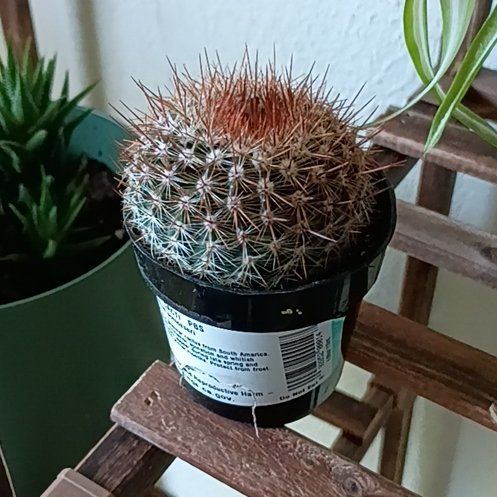 Photo of the plant species Cinnamon Cactus by @PoshPandan74 named Hamilton on Greg, the plant care app