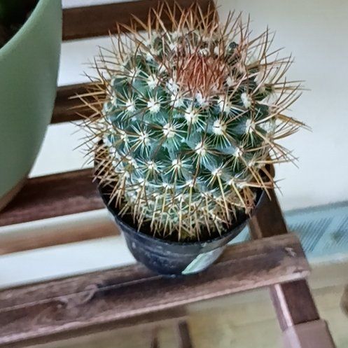 Photo of the plant species Rainbow Pincushion by @PoshPandan74 named da Vinci on Greg, the plant care app