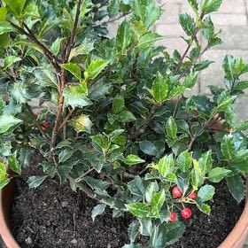 Photo of the plant species Holly by @FerventTutu72 named Hemingway on Greg, the plant care app