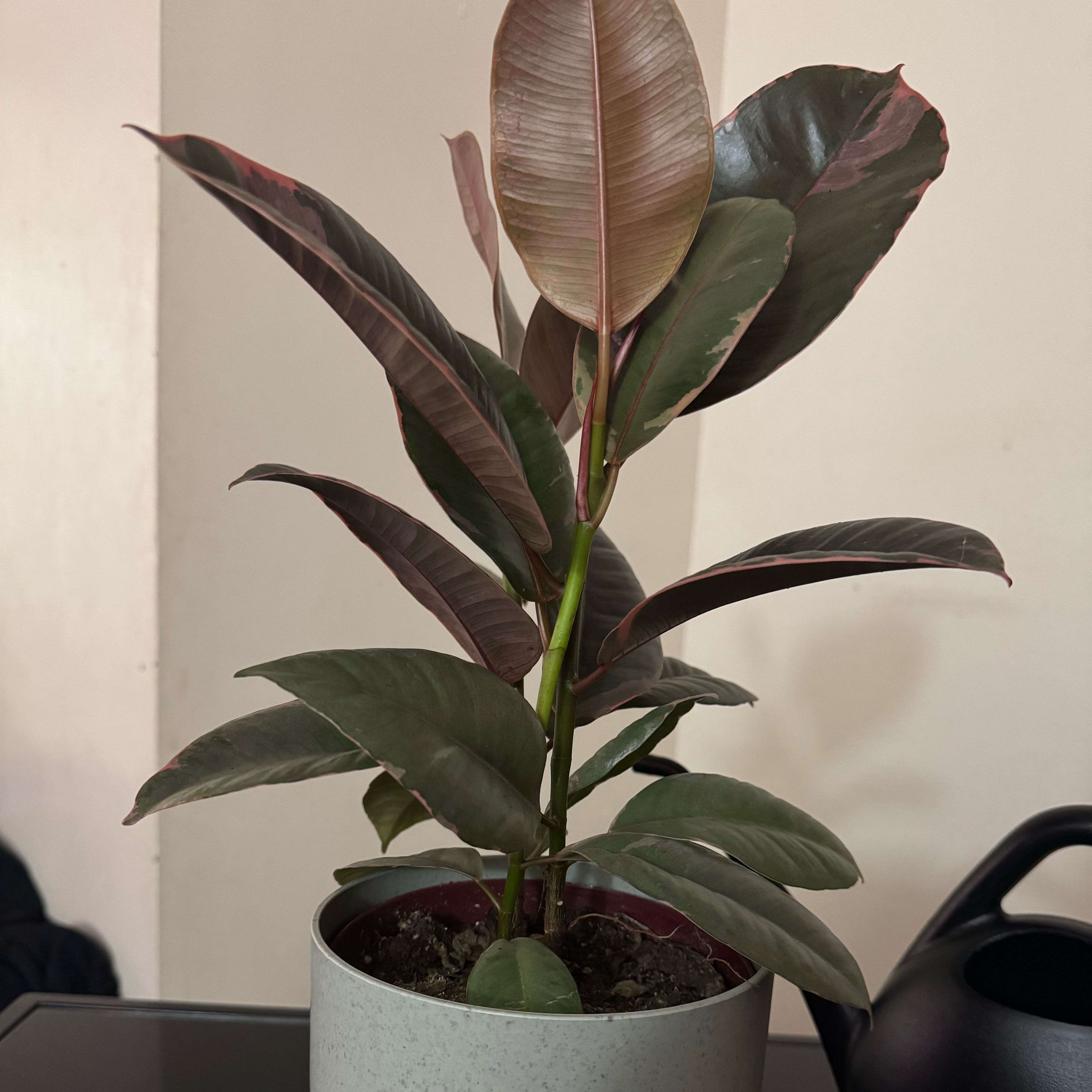 Photo of the plant species Rubber Plant 'Belize' by @VipFicus26 named Fran on Greg, the plant care app