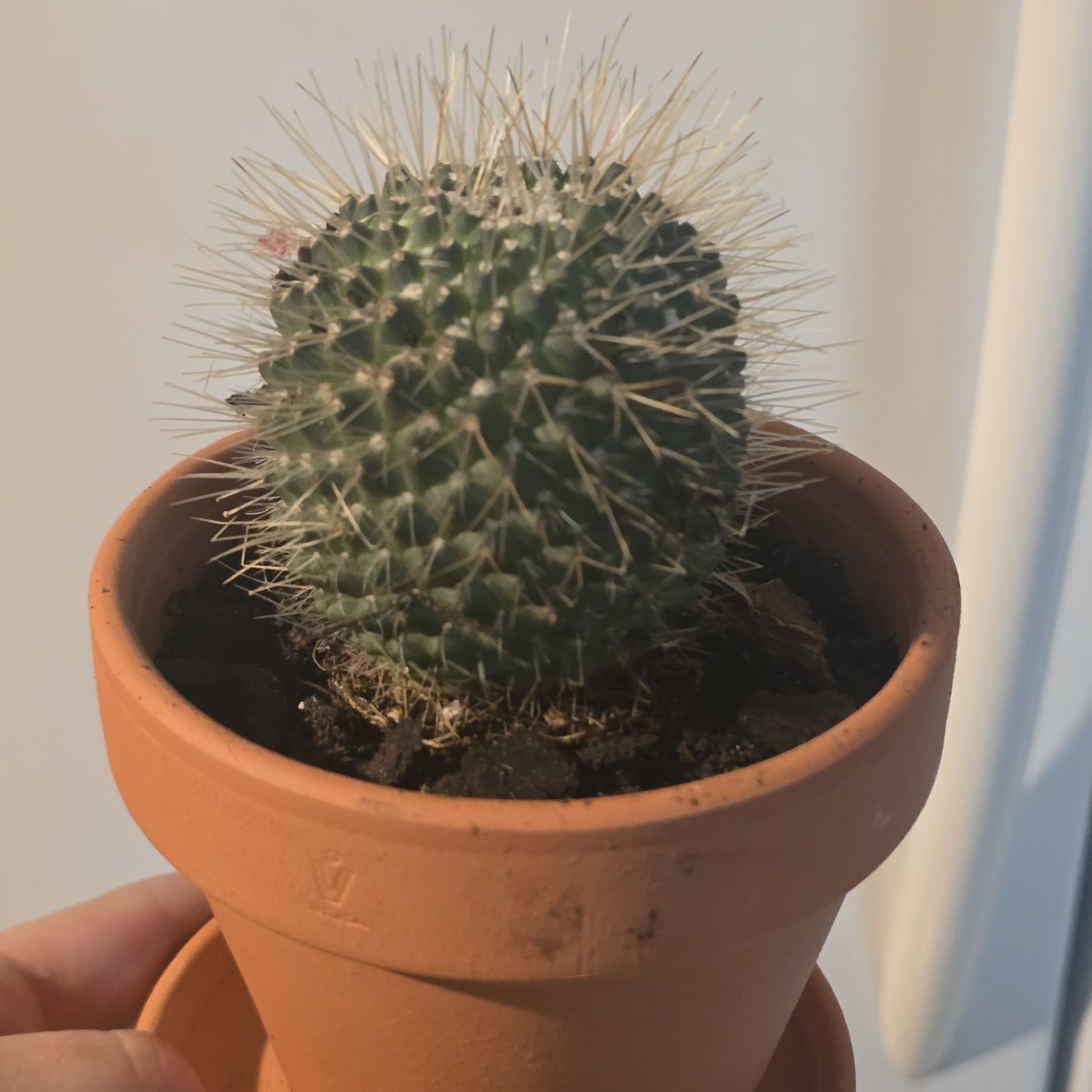 Photo of the plant species Mammillaria spinosissima 'Un Pico' by @LegitSkimmia46 named Mike on Greg, the plant care app