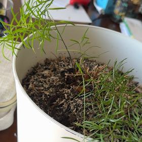 Photo of the plant species Sicklethorn by @DiverseMizuna93 named Tree Diddy on Greg, the plant care app